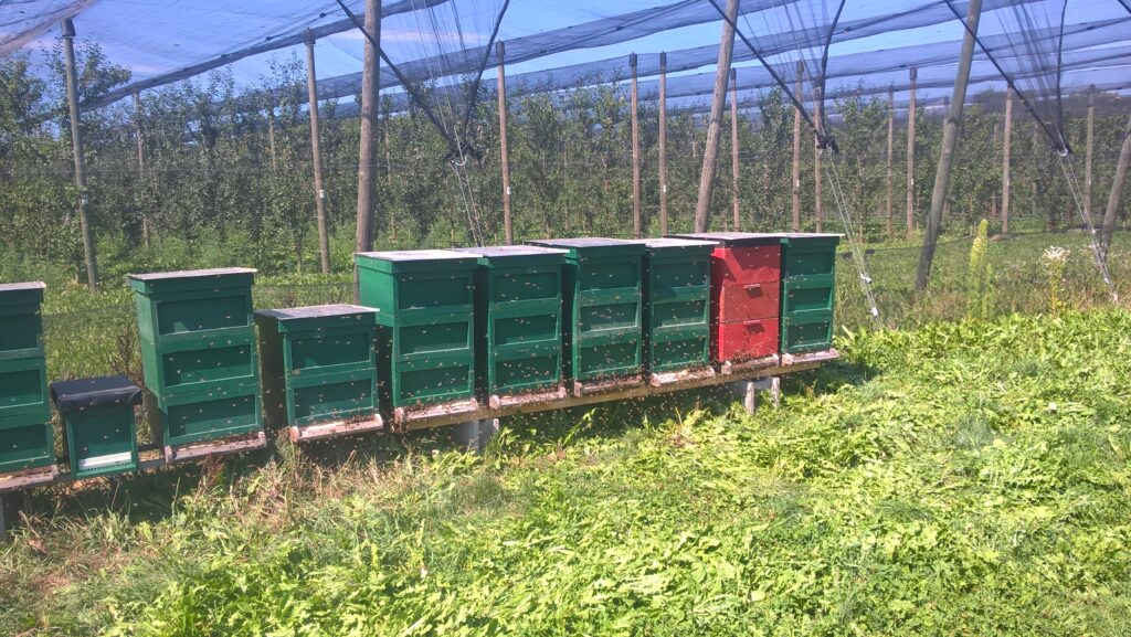 Bienenpatenschaft